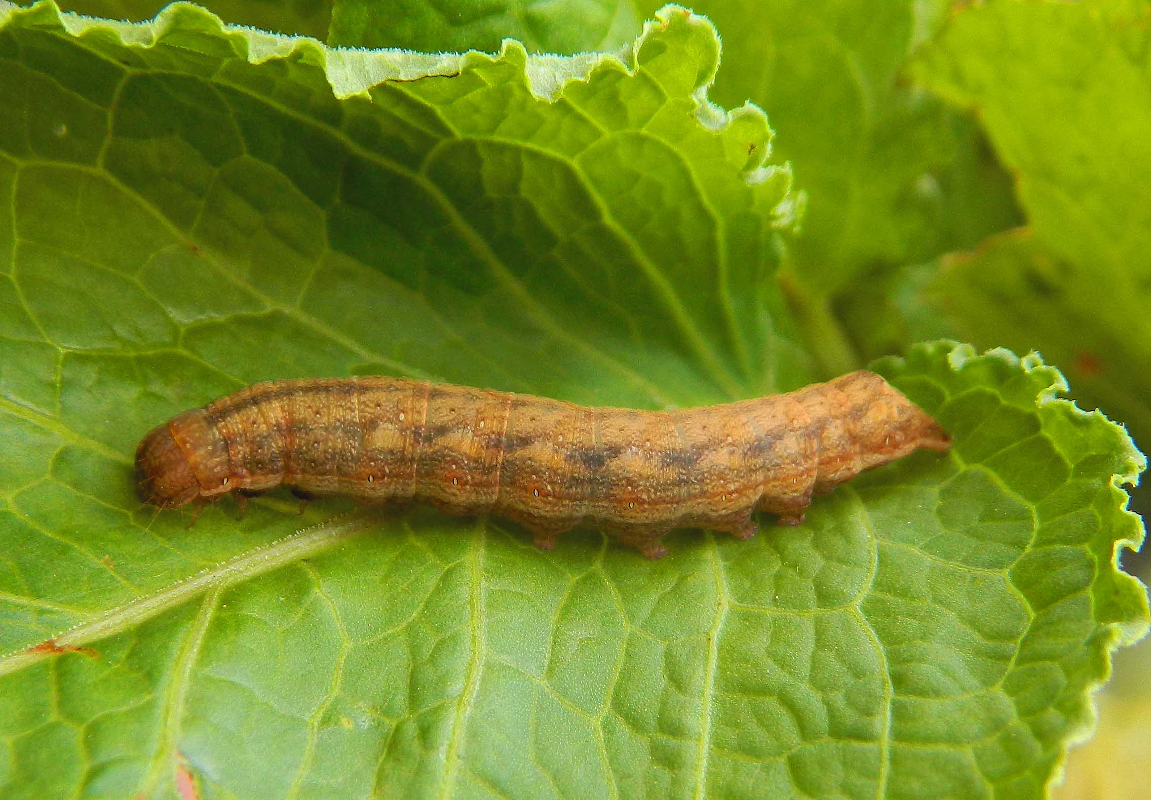 Questa non me l''aspettavo: Dypterygia scabriuscula - Noctuidae